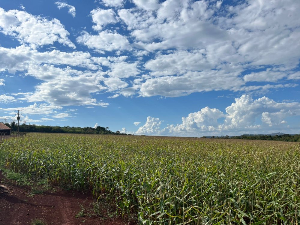 Sítio - Venda - Buricá - Santa Helena - PR