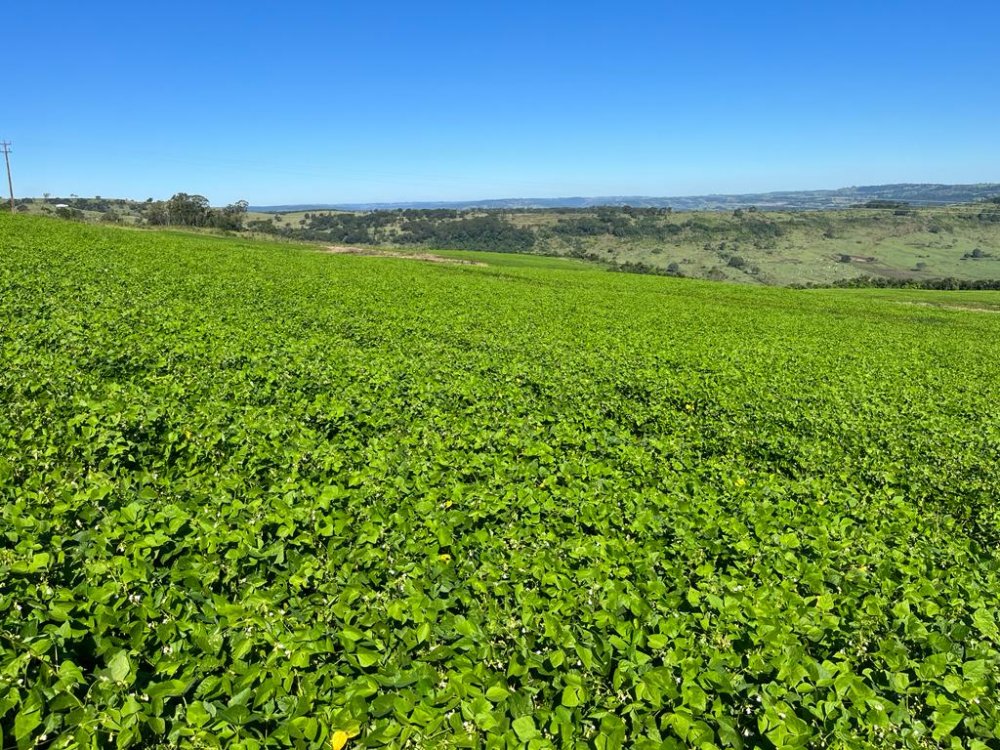 Fazenda - Venda - Alto da Serra - Diamante D'oeste - PR